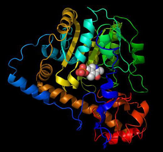 бибиологический sens трансаминирования aminokwasów