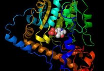 Трансамінування амінокислот: визначення, значення і особливості