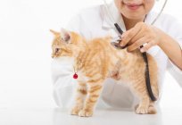 Hot ears in the cat: causes and their elimination