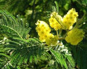 la acacia mimosa plateada