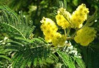 Acacia plateada en el hogar: el cultivo y cuidado. Las semillas de acacia plateada