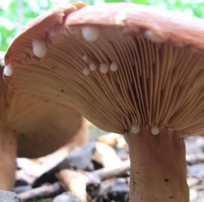 Mushroom Wolfsmilch Foto und Beschreibung
