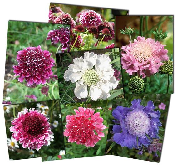 scabious, growing from seed