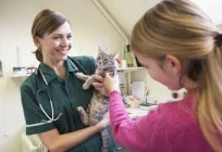 İdrarda kan kedi: tedavi ve önleme