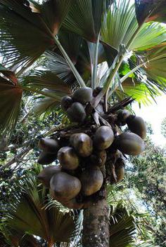 Seychelles nut