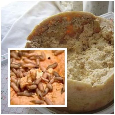 a mais perigosa comida casu marzu