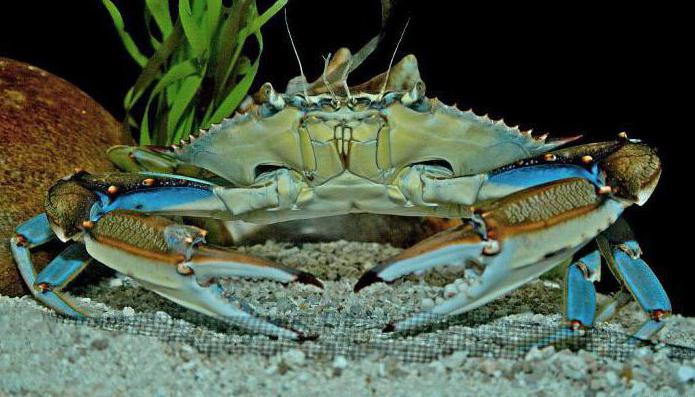 crabs of the black sea