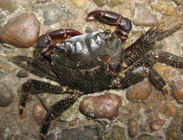 black crab the size