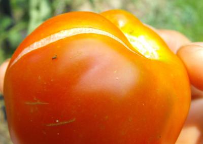 why crack tomatoes