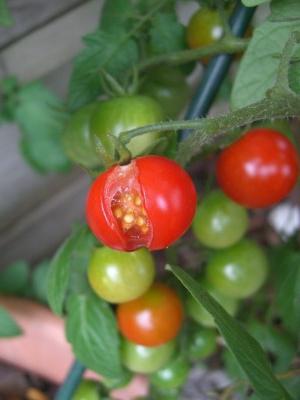 чому тріскаються помідори на кущах
