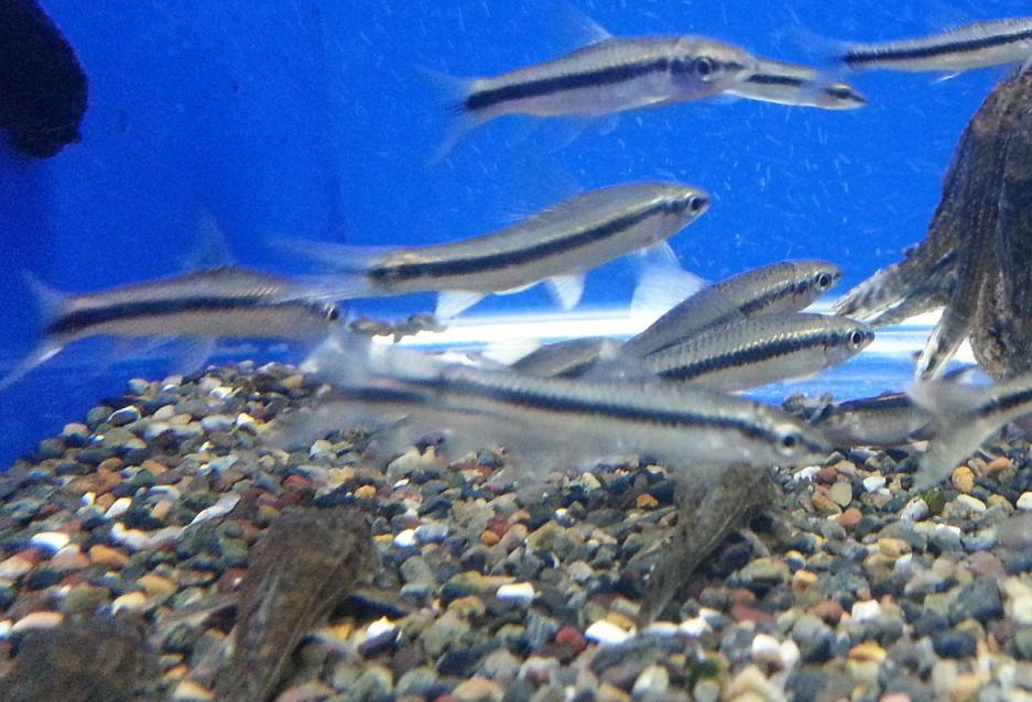 akwarium: syjamskie водорослееды