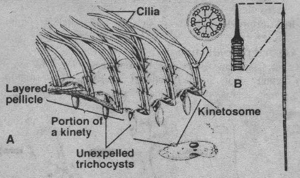 生物纤毛虫拖鞋