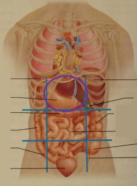 parte inferior da barriga