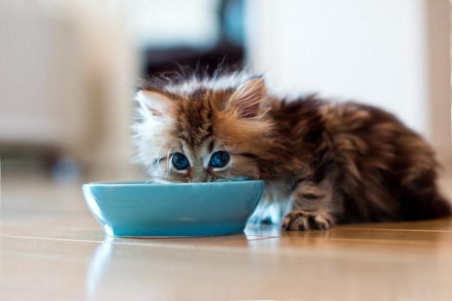 why the kitten is not drinking water