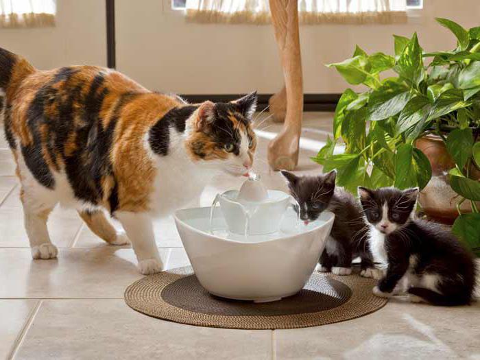 ¿por qué escocés gato no bebe agua
