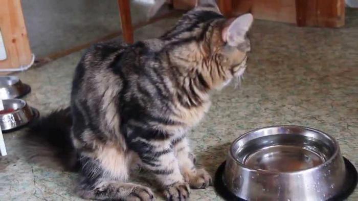 чому кошеня мало п'є води