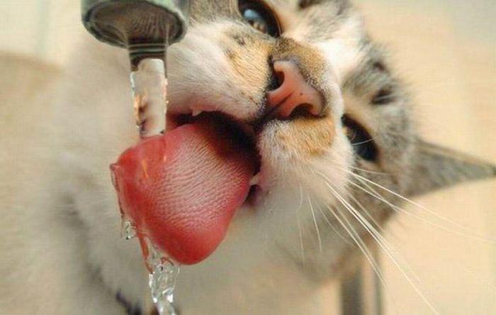 kedi su içiyor