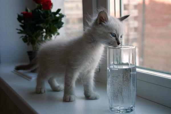 ¿por qué el pequeño gato no bebe agua