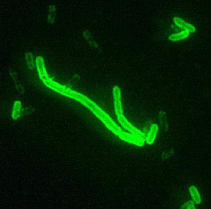 Pest-Bakterium