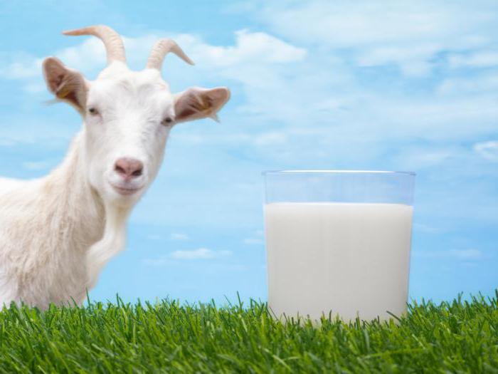 la leche de cabra en calorías