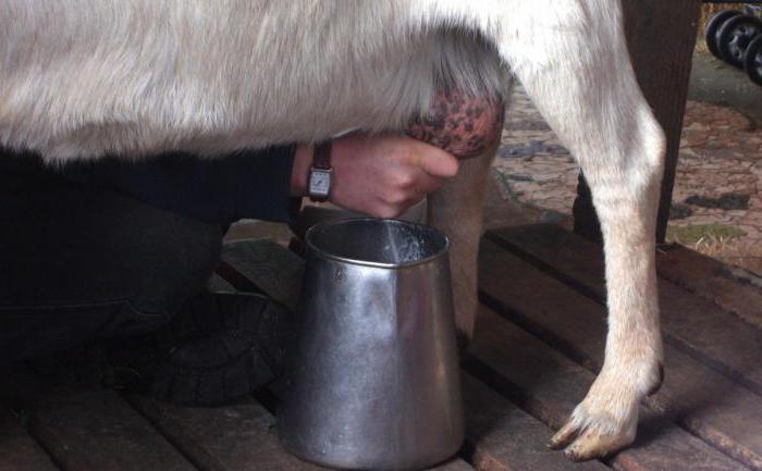 la leche de cabra calorías por cada 100 gramos de
