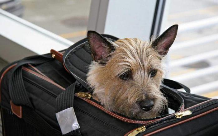 how to transport a dog in a plane behind the border