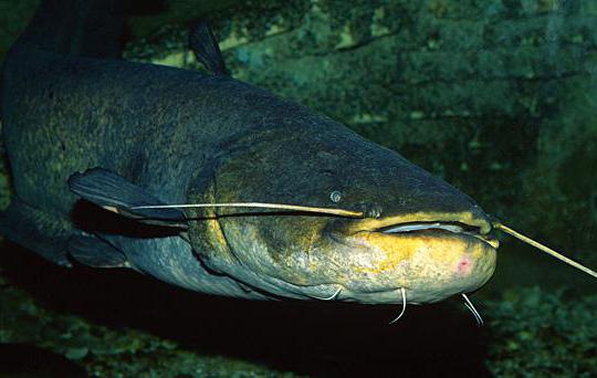 catfish ordinário quantos vivem