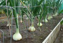 The bow on the pen. To grow onions on the pen in the greenhouse