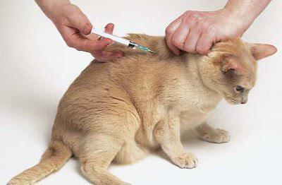global 4 for cats instructions on how to inject