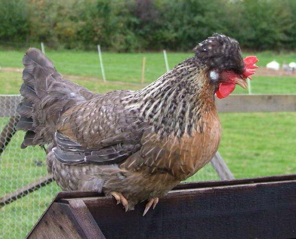 Legbar breed chickens