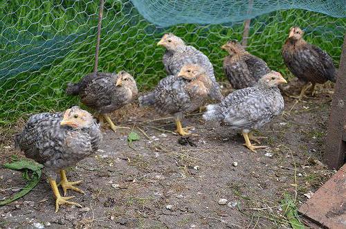 Legbar繁殖的鸡说明