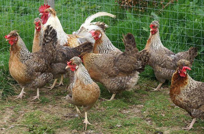 Legbar English breed of chickens