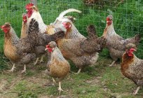 Легбары (la raza de gallinas): descripción, especificaciones y características de la atención