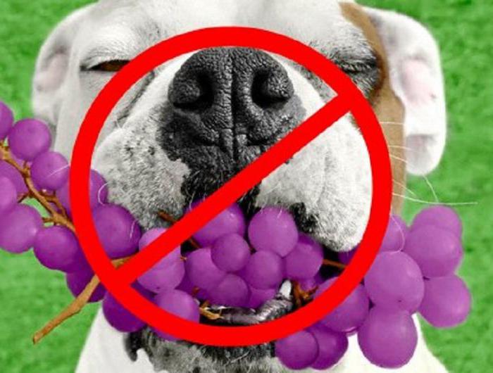 winogrona psom nie wolno