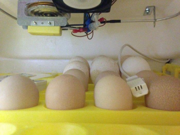incubation of Turkey eggs at home table