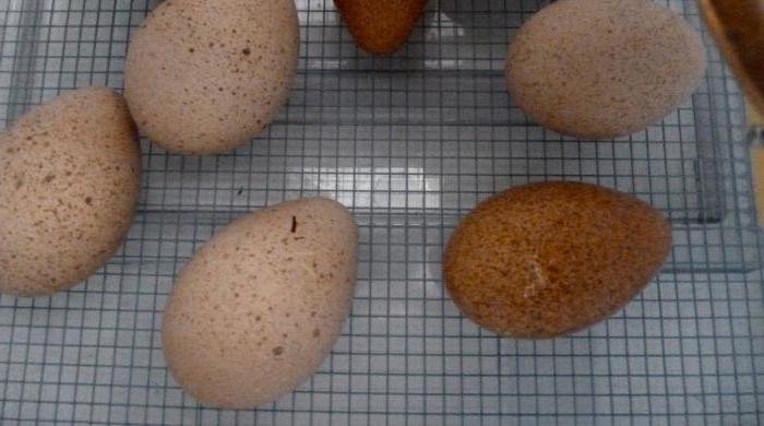 Modus Inkubation индюшиных Eier zu Hause