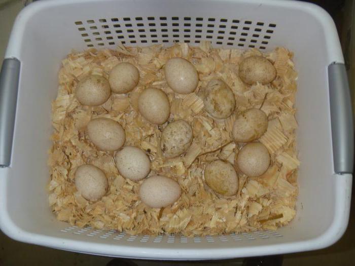 incubação индюшиных ovos em casa de uma incubadora