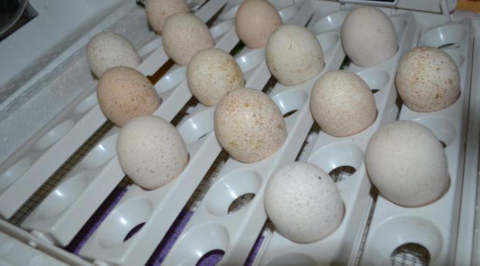 incubation of Turkey eggs at home temperature and humidity