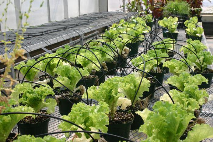 drip irrigation systems for greenhouses