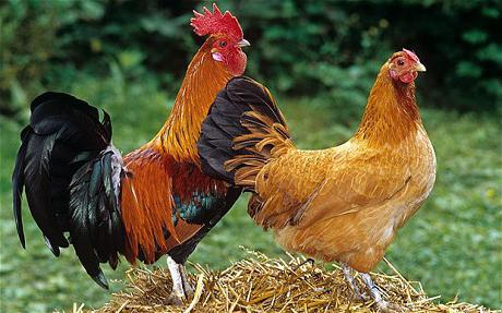 dos gallos fertilizan el pollo