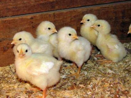 wie viele Hühner befruchten kann der Hahn