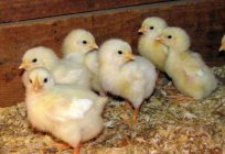 Como os galos fertilizá a galinha? Quantas galinhas pode fertilizar o galo?