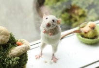 Zur Pflege der dekorativen Ratten? Die besten Namen für Ratten