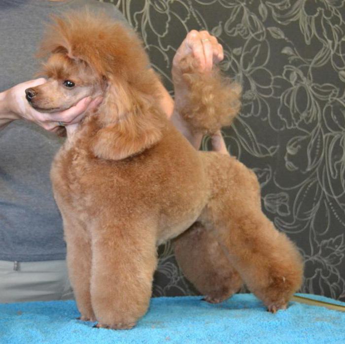 toy poodle breed profile