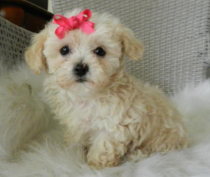 small poodle breed profile