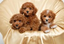 Nature and description of the breed the toy poodle