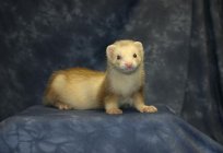 A ferret at home. What should I feed my pet?