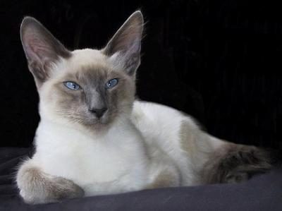 яванська кішка фото