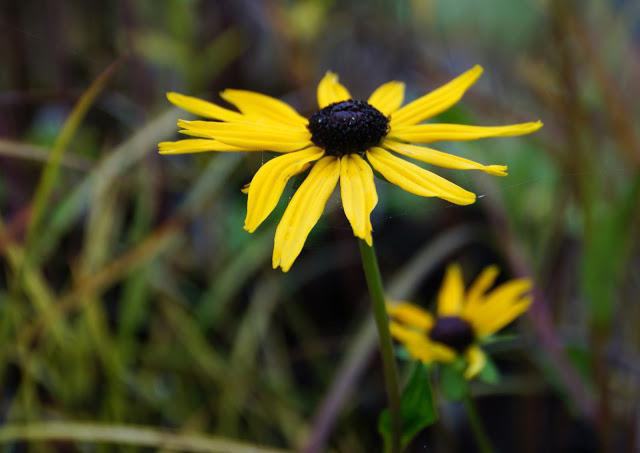 rudbeckia planting and care of the outdoors