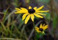 Garten-Blumen. Sonnenhut Pflanzen: Arten, Fotos, Pflanzung und Pflege